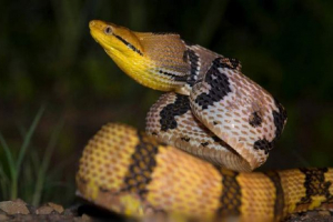 Собака бойгу - змія з собаками? Собака бойгу - змія з собаками?